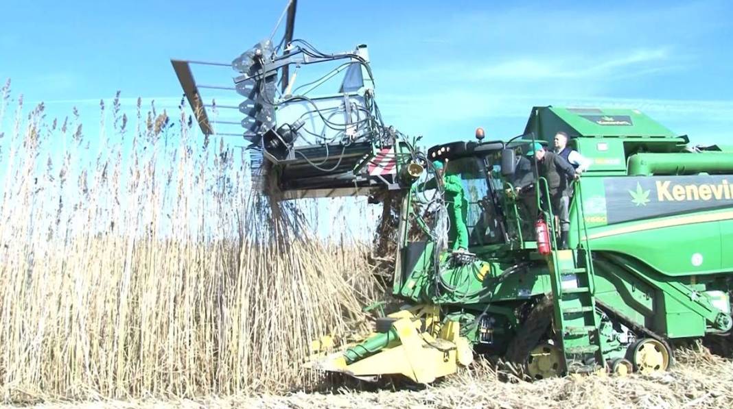 İlk hasat alındı: Kozmetikten tekstile birçok sektörde doping etkisi yapacak! Türkiye'de ilk kez uygulanıyor 19